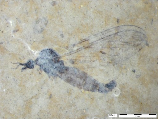 Diptera
