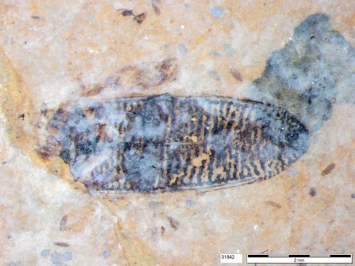 Corixidae