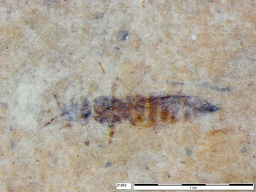 Genus sp