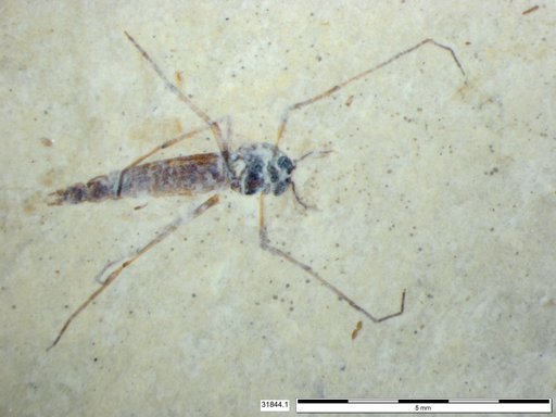 Diptera