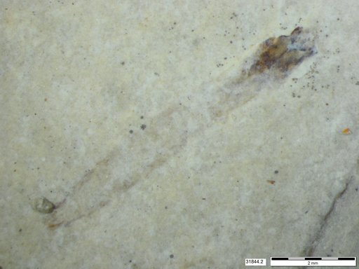 Genus sp