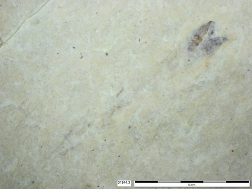Genus sp