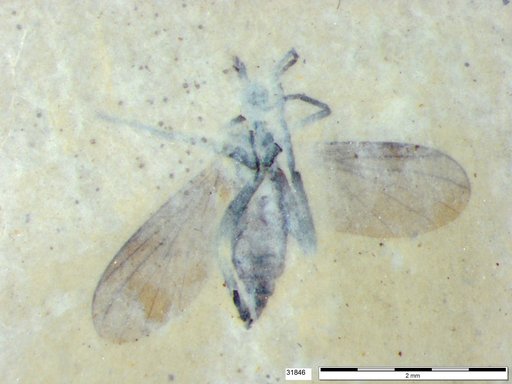 Diptera
