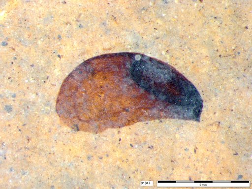 Tracheophyta