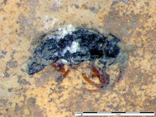 Genus sp