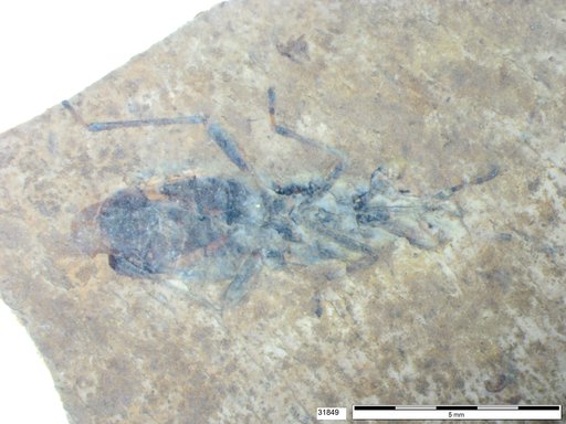 Genus sp
