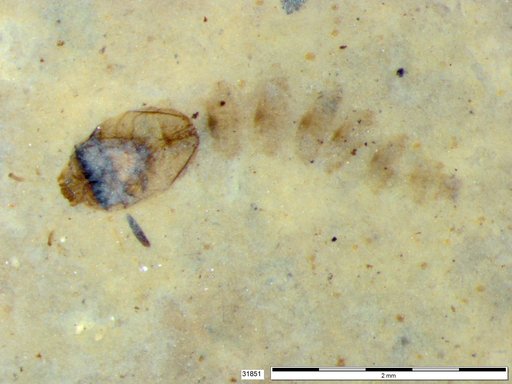 Genus sp