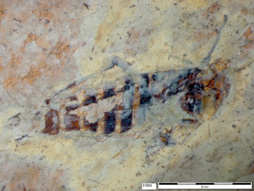 Genus sp