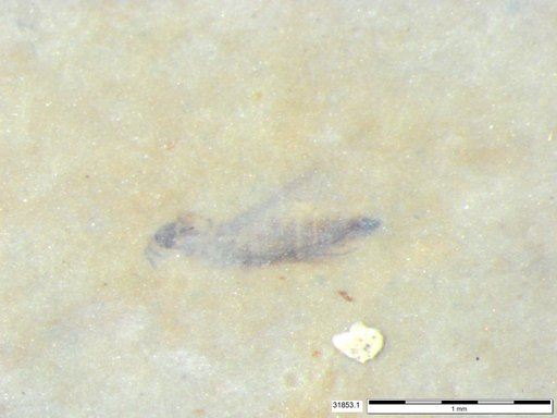 Genus sp