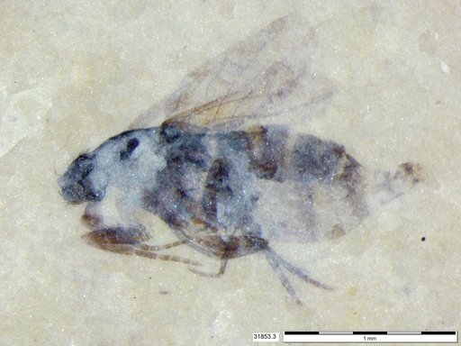 Phoridae