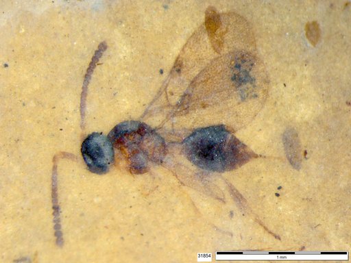 Diapriidae