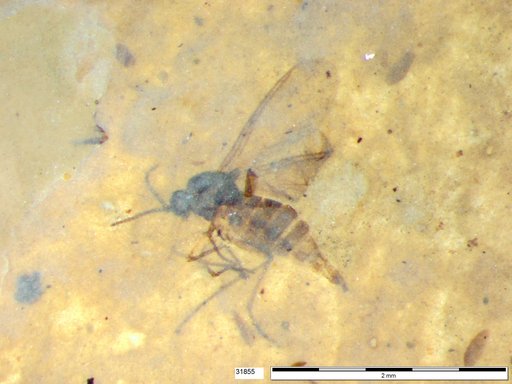 Sciaridae