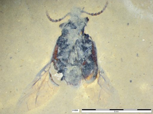 Chrysomelidae