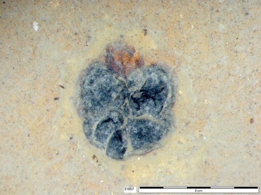 Chrysomelidae