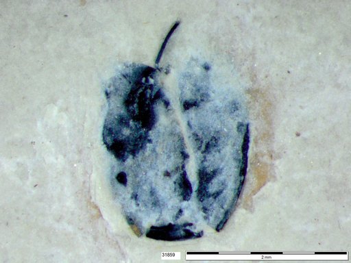 Tracheophyta