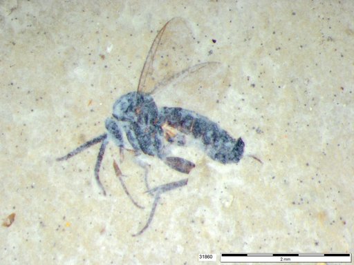 Diptera