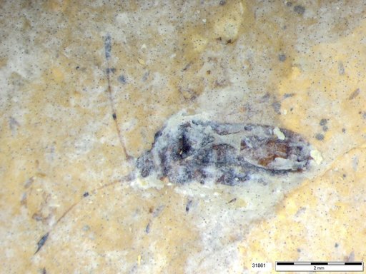 Genus sp