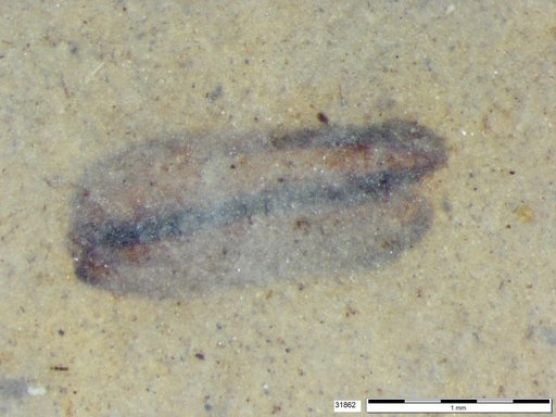 Tracheophyta