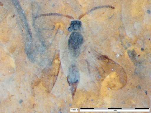 Diapriidae