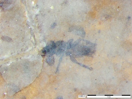 Insecta