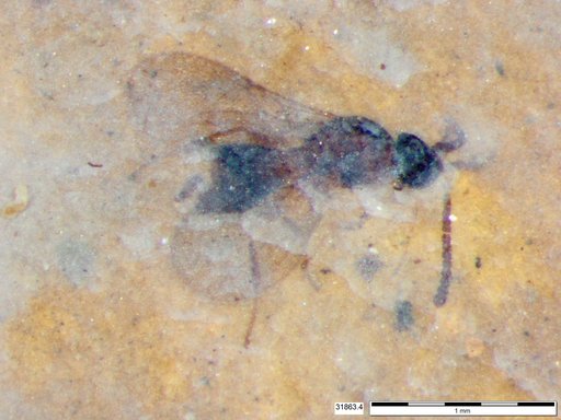 Diapriidae