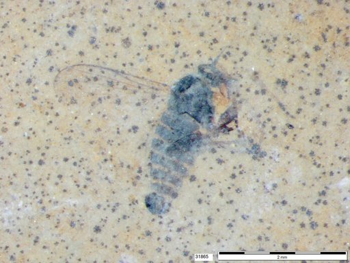 Diptera