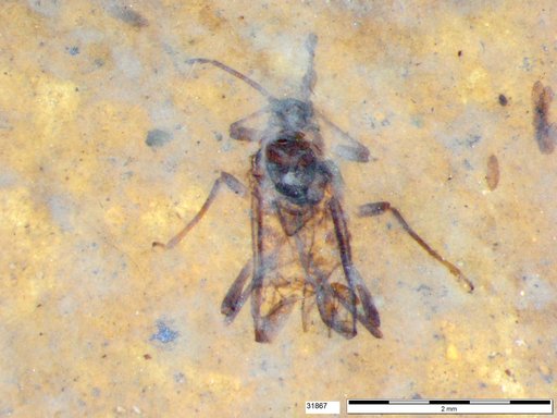 Aphididae