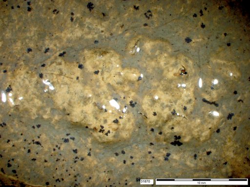 Genus sp