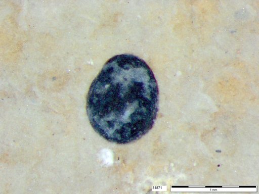 Tracheophyta