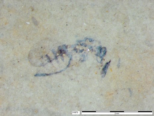 Genus sp