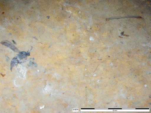 Sciaridae