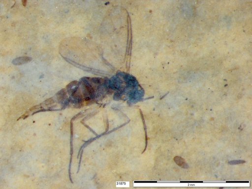 Sciaridae