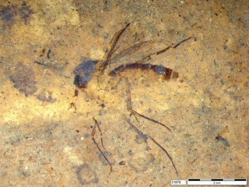 Mycetophilidae