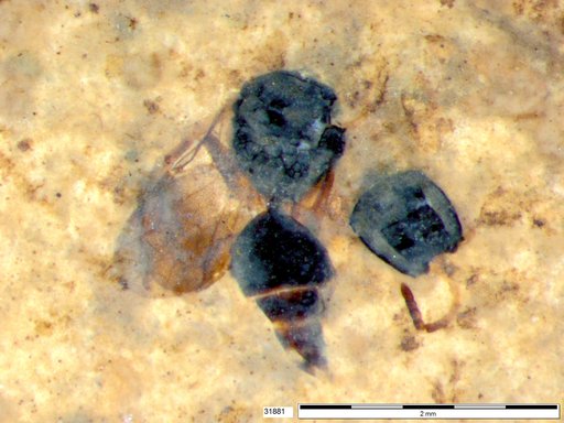 Formicidae