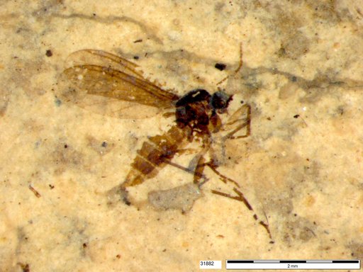 Diptera
