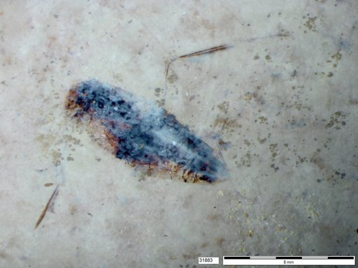 Corixidae