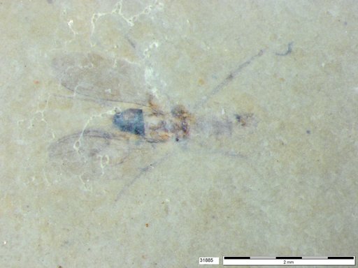 Diptera