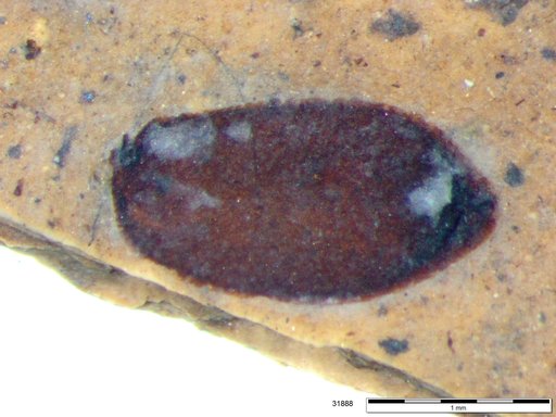 Tracheophyta