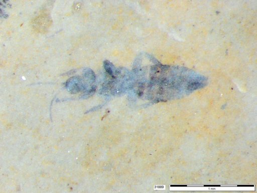 Genus sp