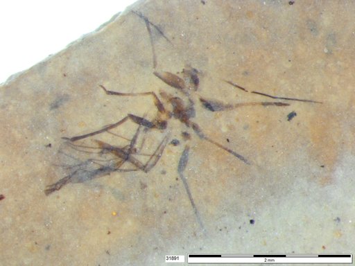 Aphididae
