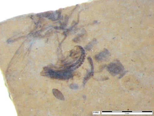 Chaoboridae