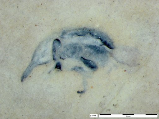Genus sp