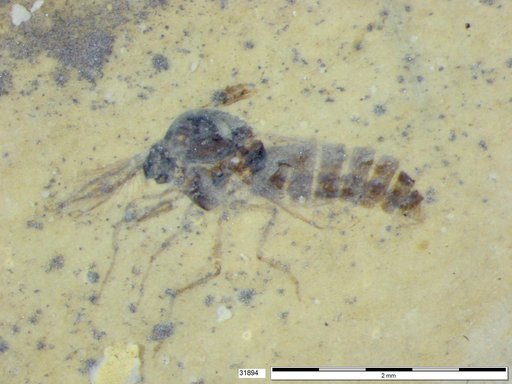 Diptera