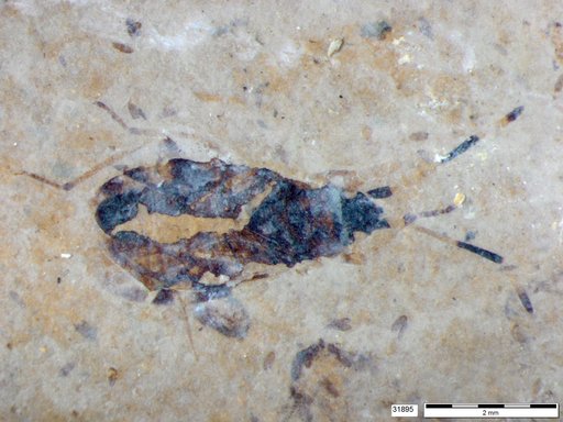 Genus sp