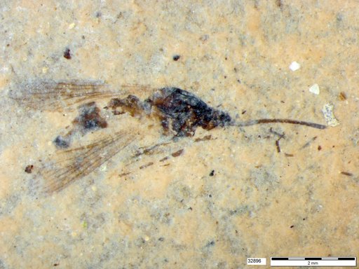 Genus sp