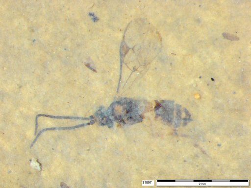 Braconidae
