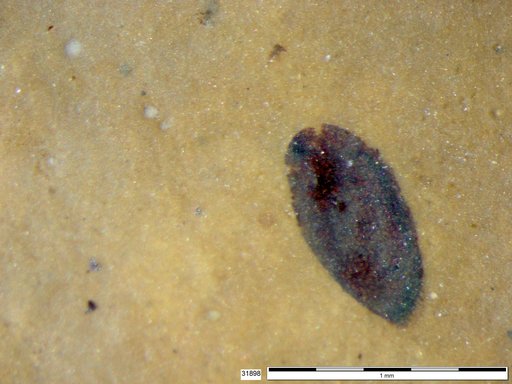 Tracheophyta