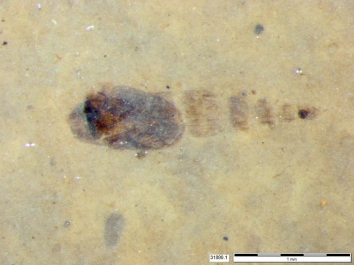 Genus sp