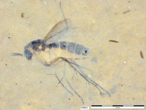 Mycetophilidae