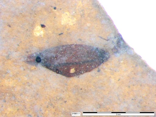 Tracheophyta
